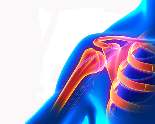 Anatomia della spalla